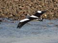 Pelican in Flight